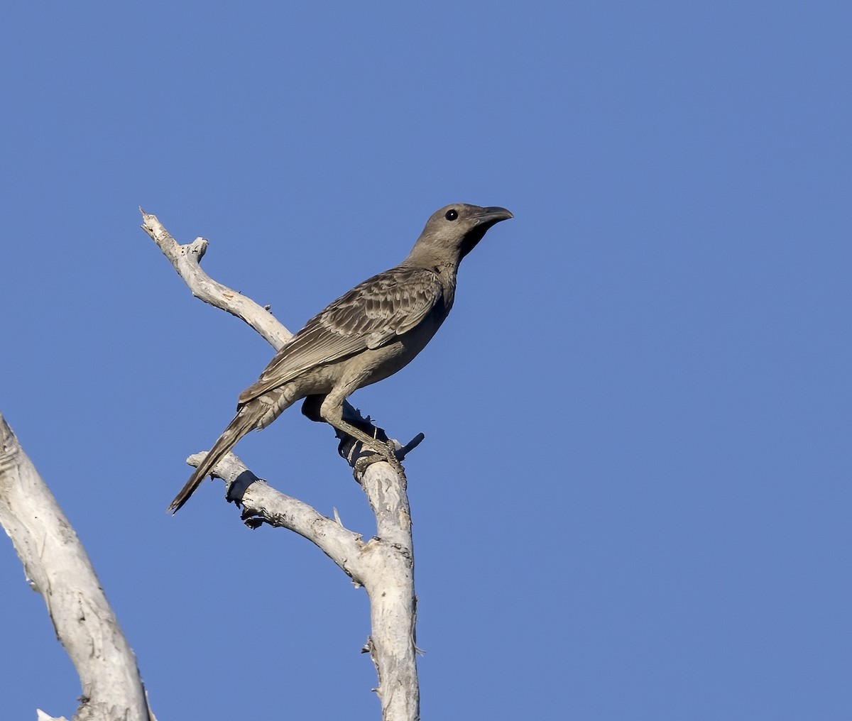 Great Bowerbird - ML608571063