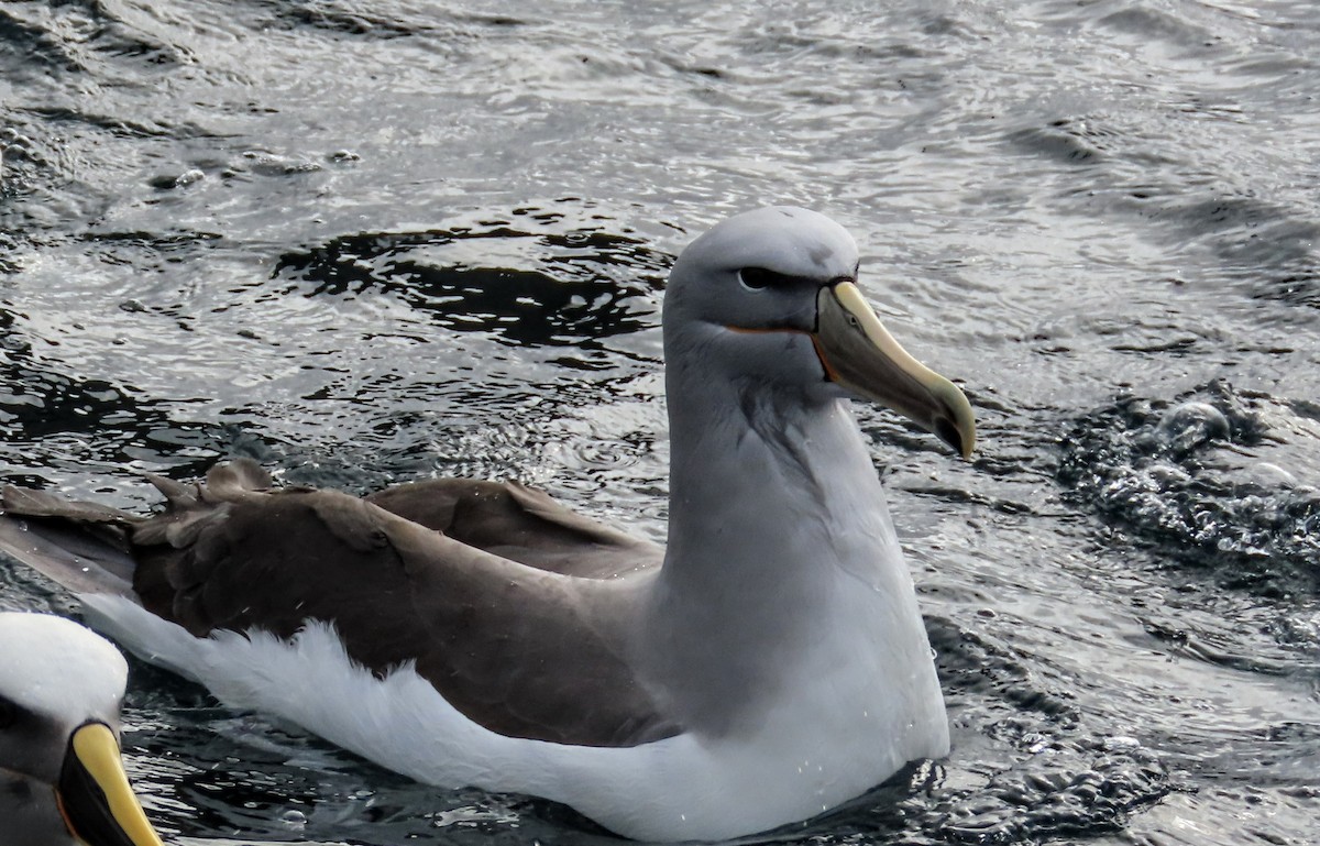 albatros snarský - ML608571085