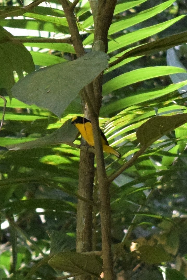 Yellow-throated Euphonia - Kirsten Freyre Castro