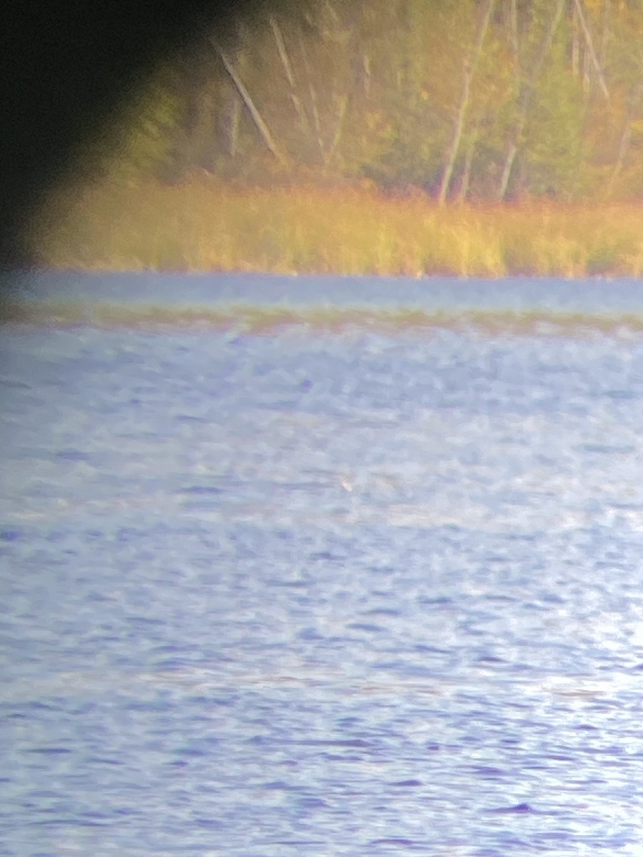 phalarope sp. - ML608571141