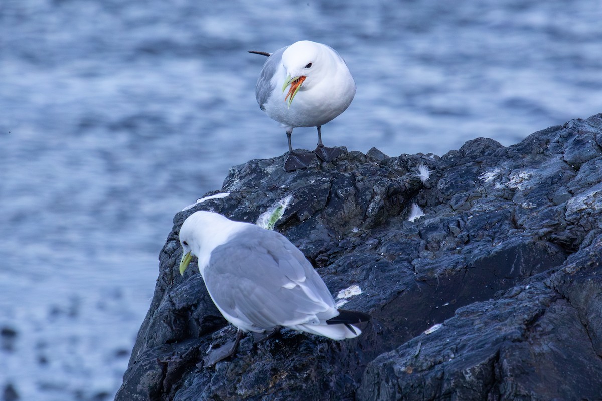 Black-legged Kittiwake - Robin Corcoran