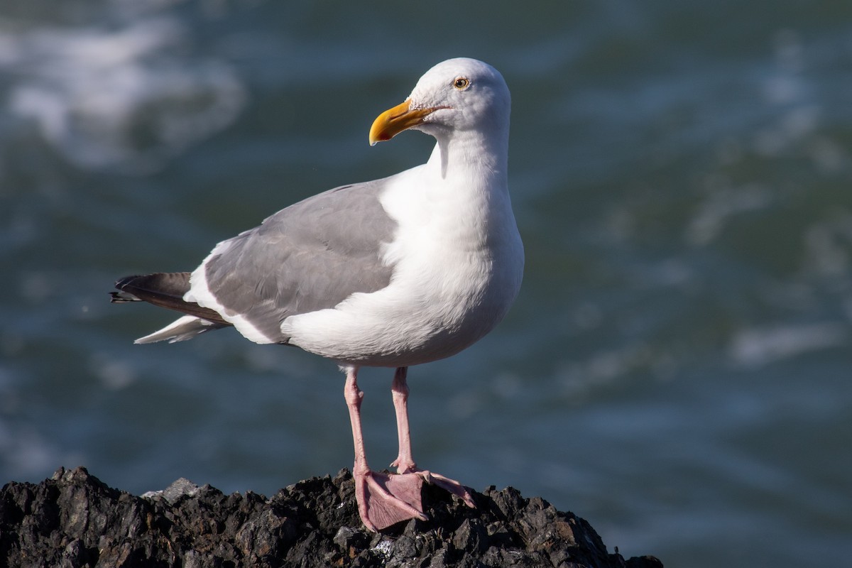 Goéland d'Audubon - ML608571278