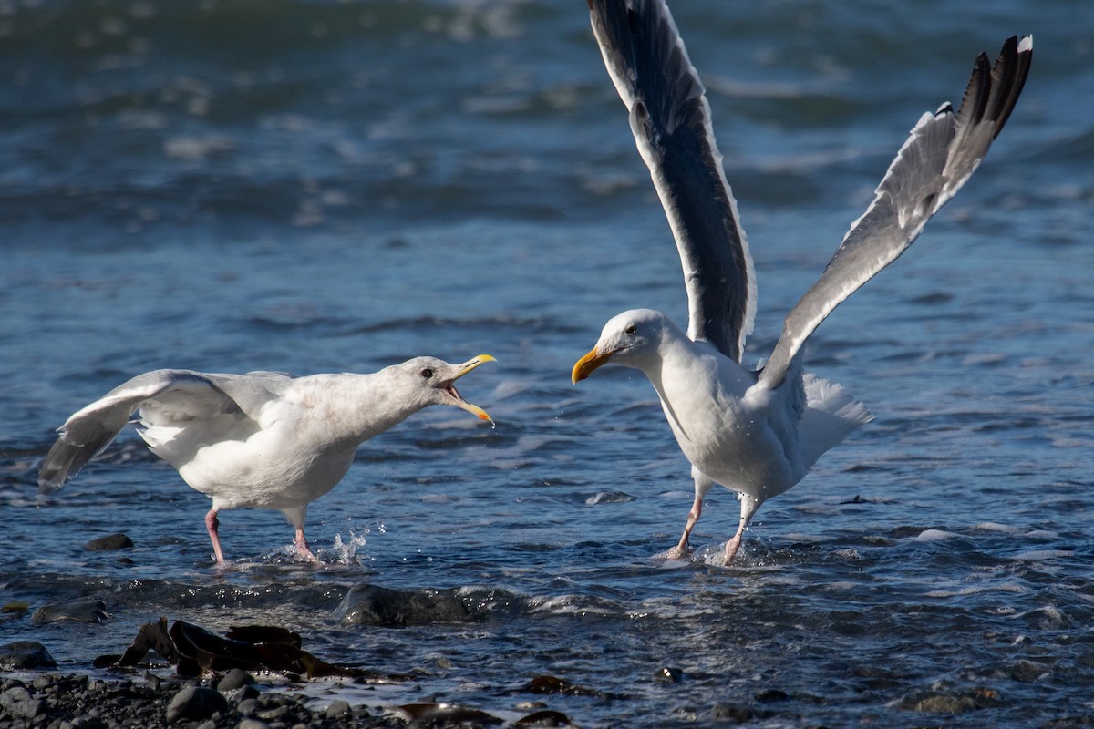 Gaviota Occidental - ML608571284