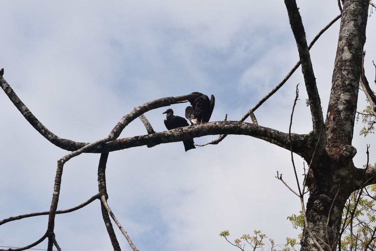 Black Vulture - ML608571407