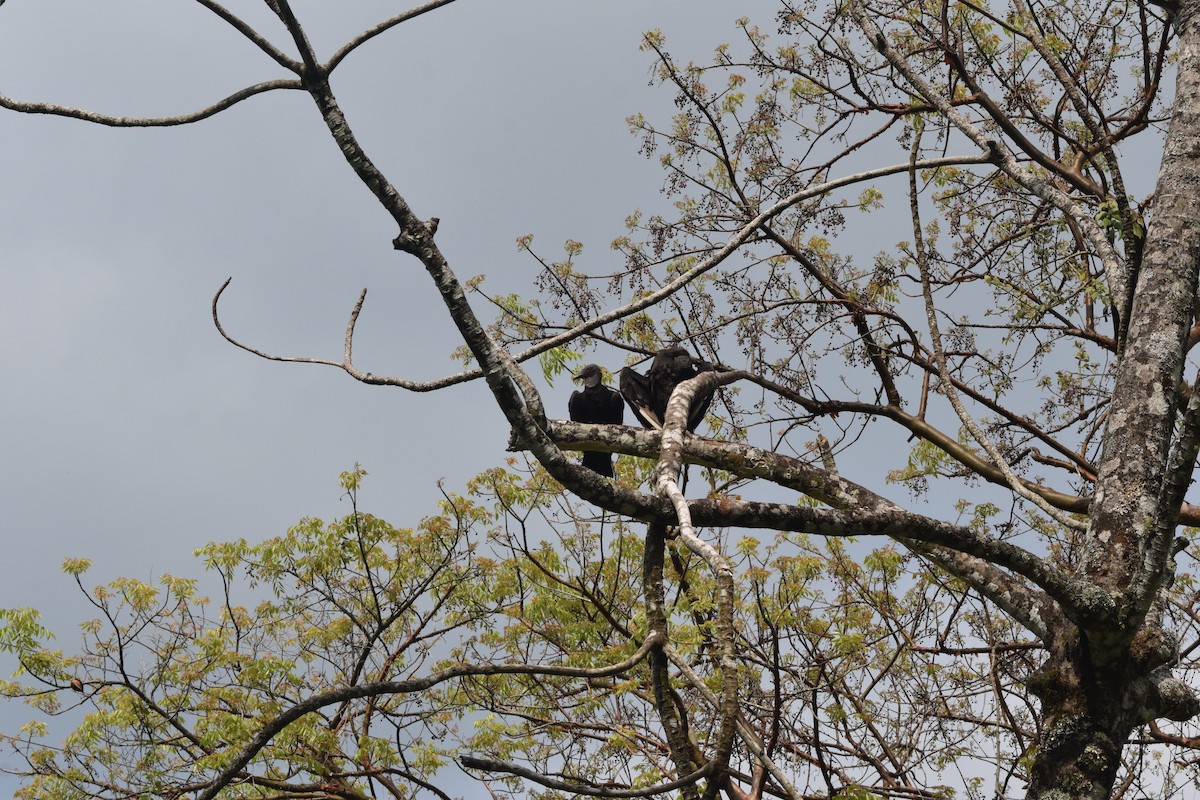 Black Vulture - ML608571408