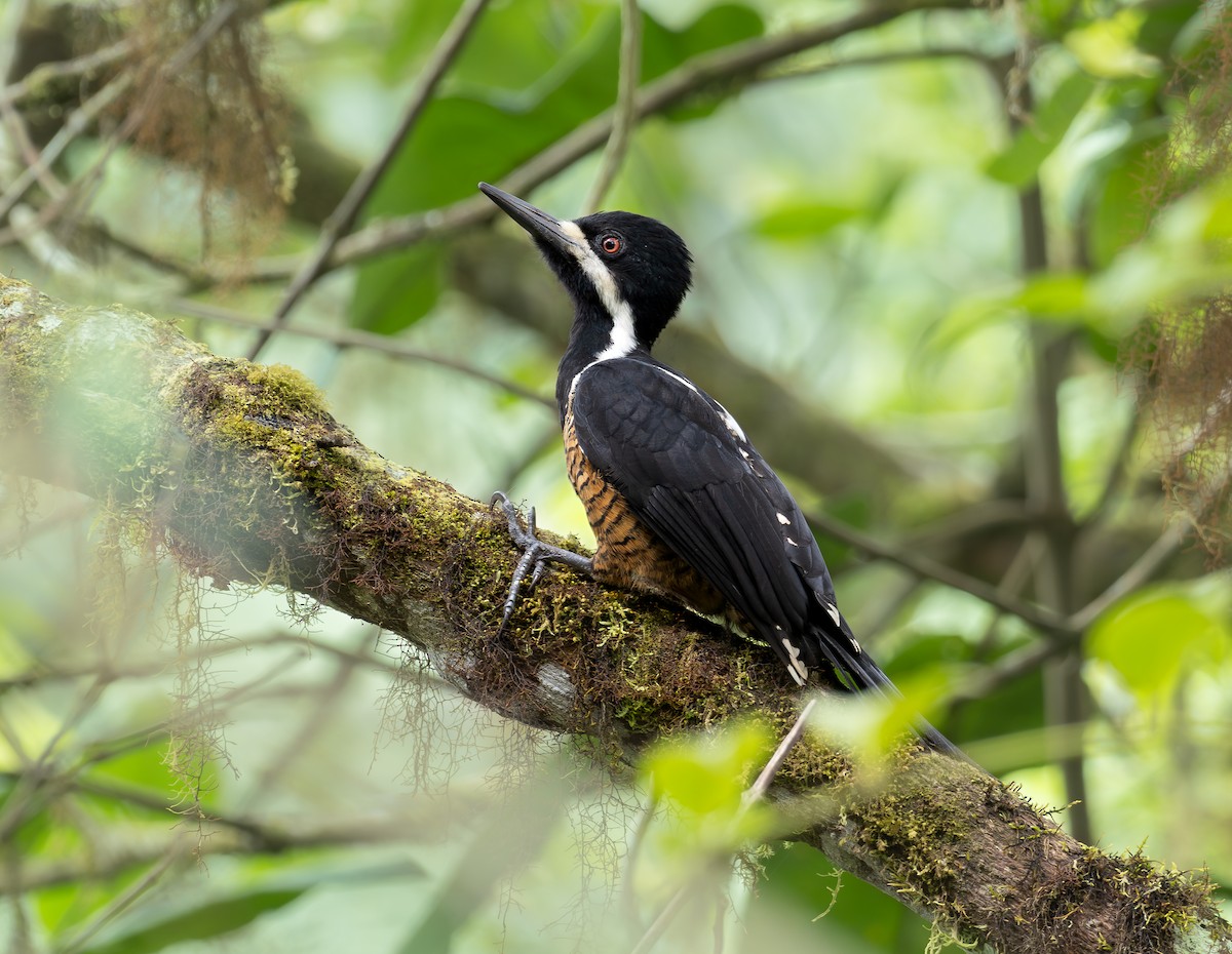 Powerful Woodpecker - ML608571460