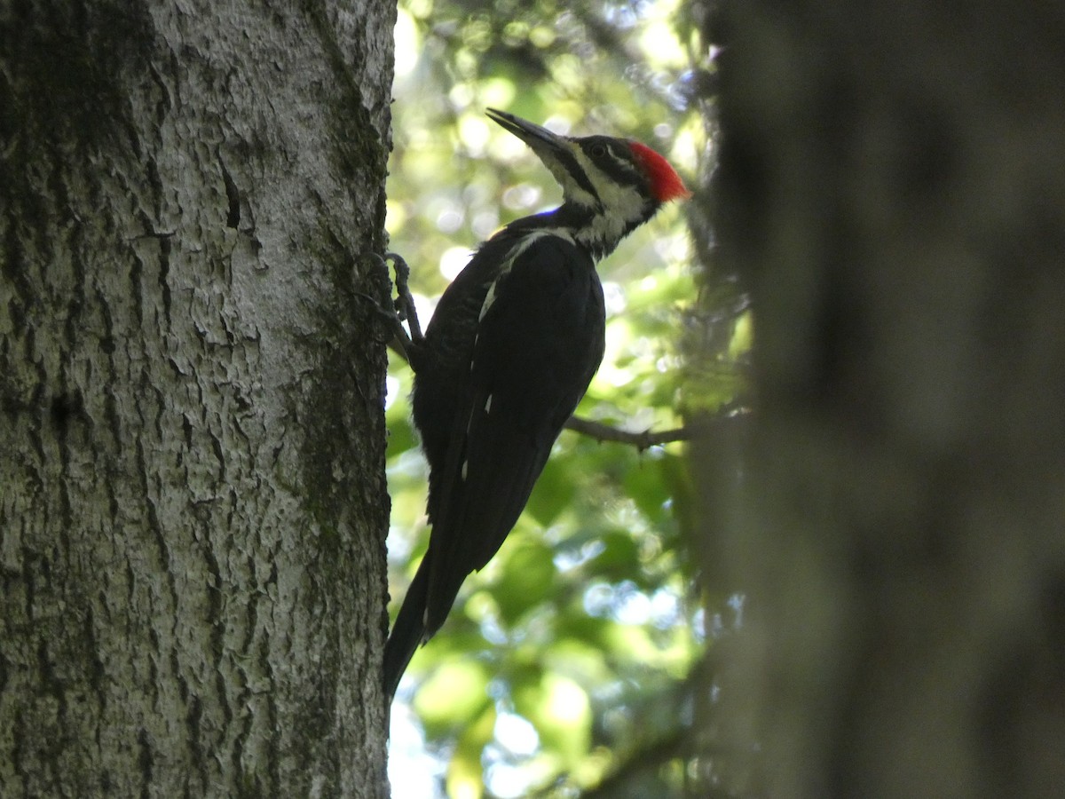 Pileated Woodpecker - ML608571469