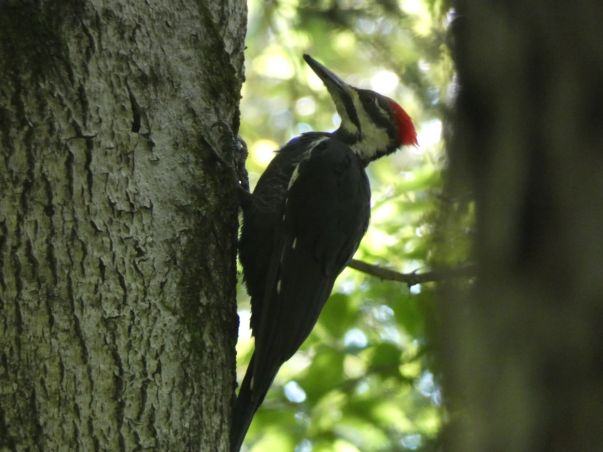 Pileated Woodpecker - ML608571470