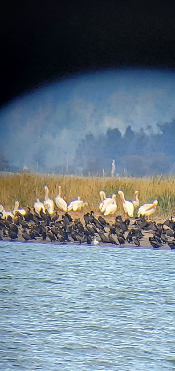 American White Pelican - ML608571596