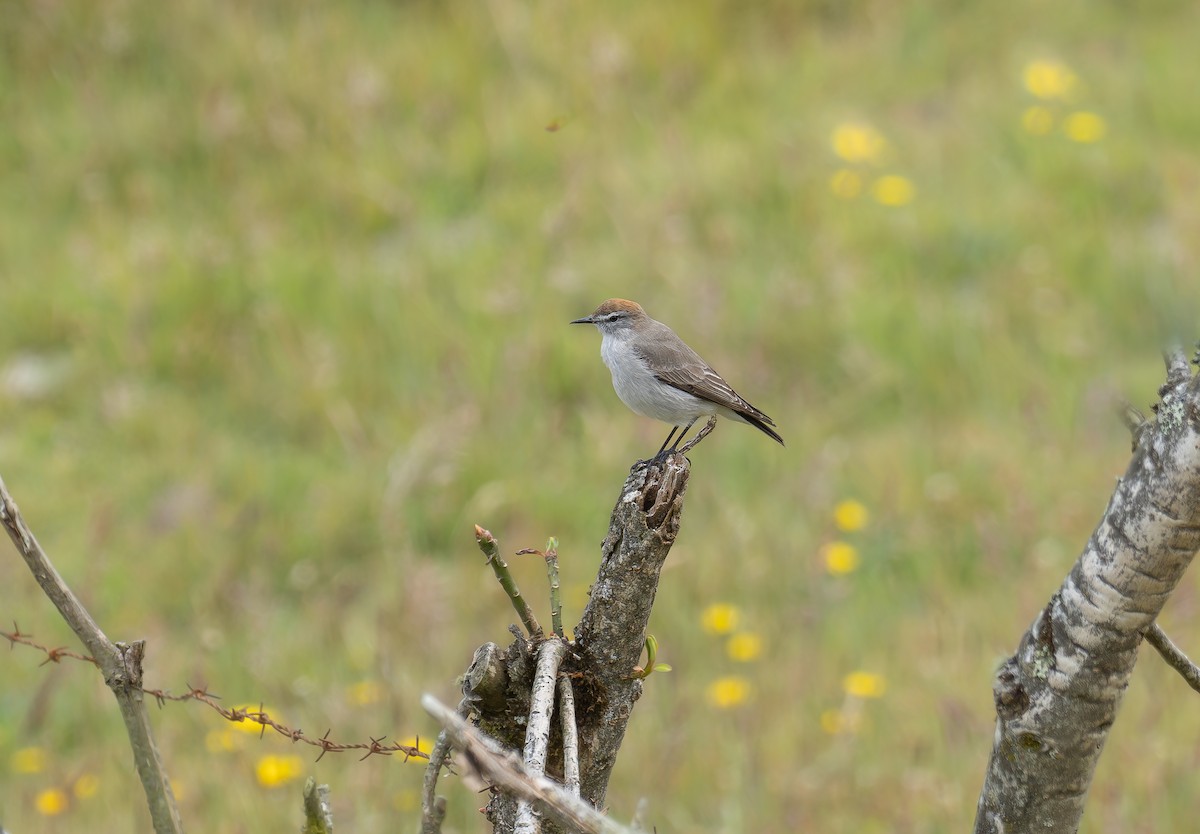 White-browed Ground-Tyrant - ML608571624