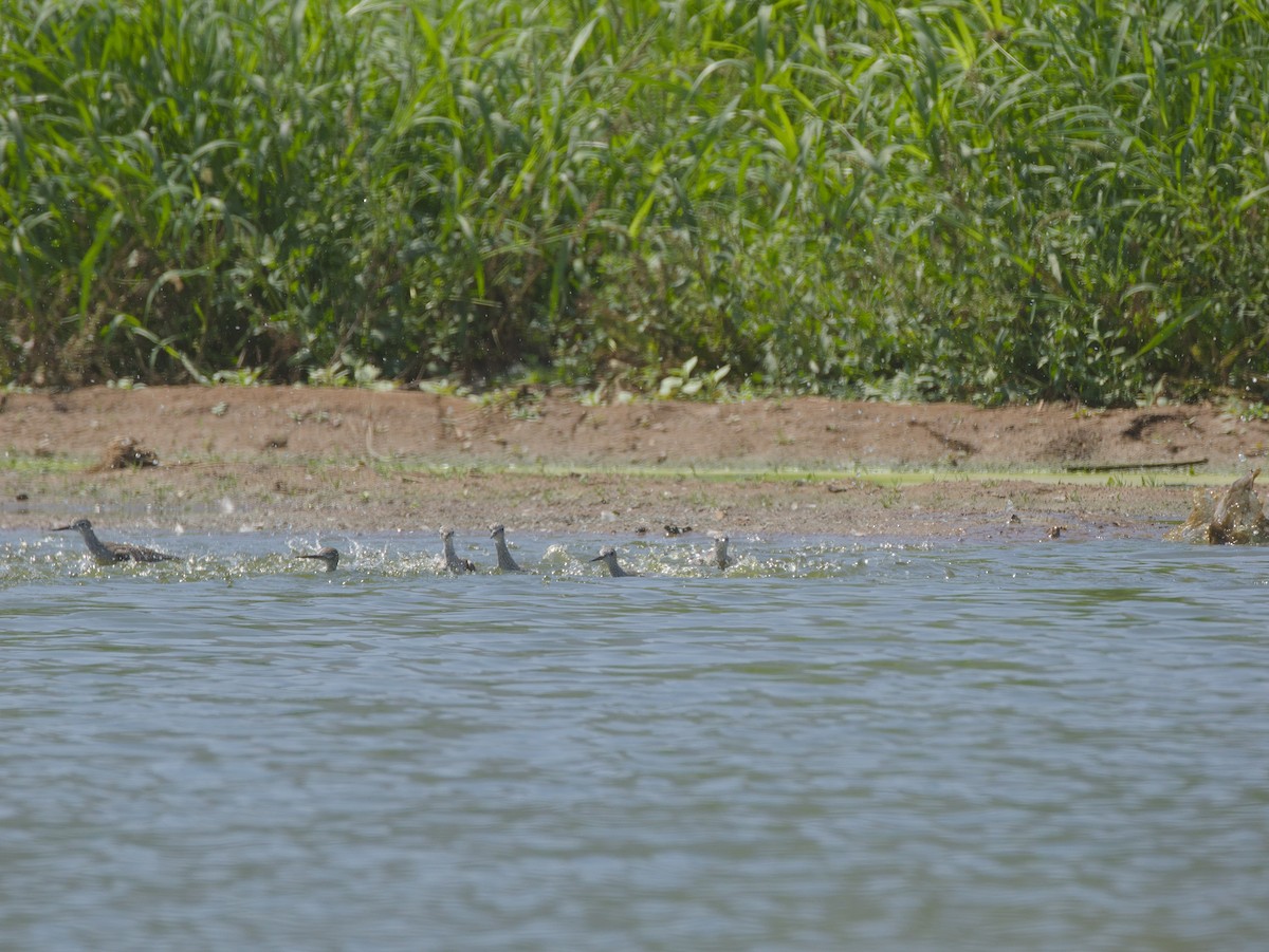 Lesser Yellowlegs - ML608571640