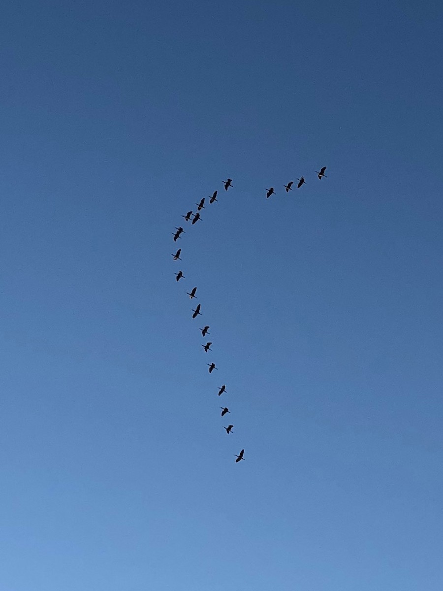 White-faced Ibis - ML608571663