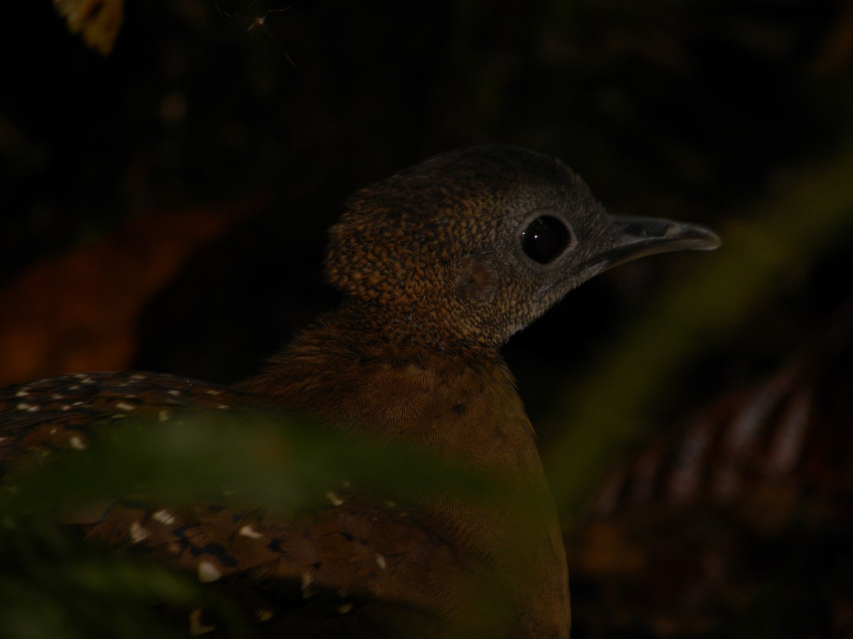 White-throated Tinamou - ML608571665