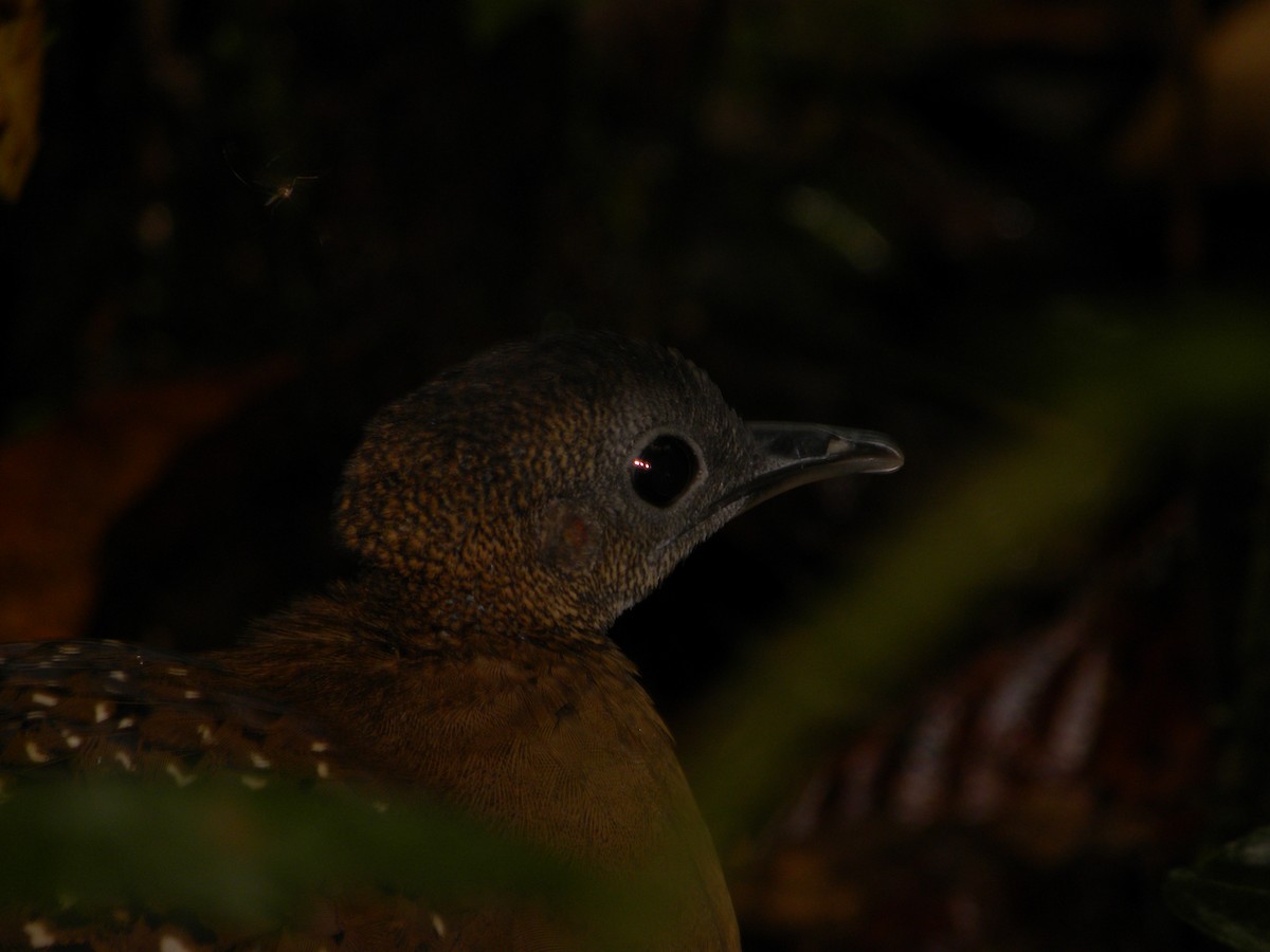 White-throated Tinamou - Simon Valdez-Juarez