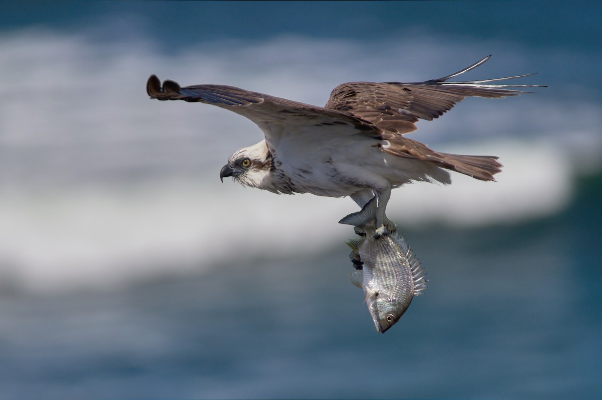 Águila Pescadora (Australia) - ML608571675