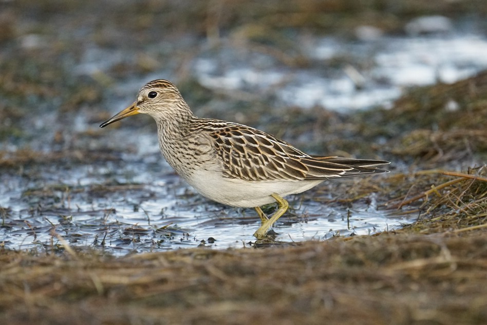 Pectoral Sandpiper - ML608571768