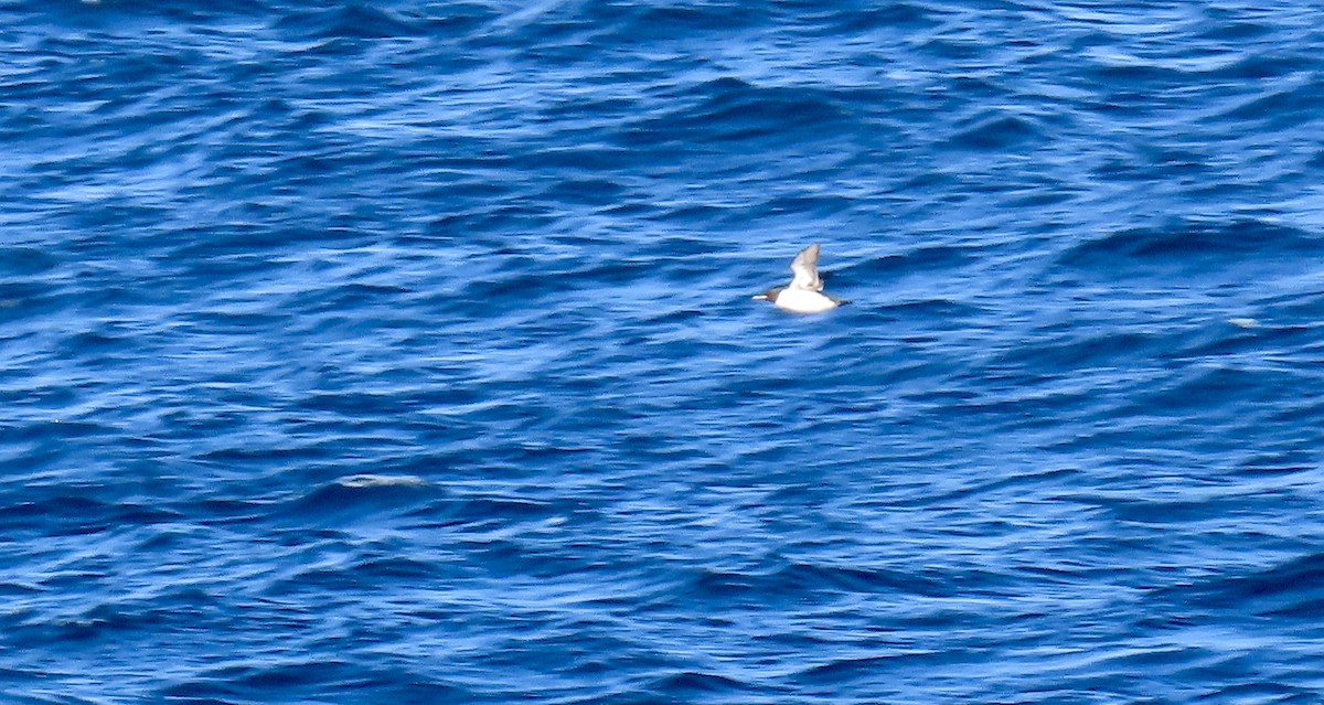 Thick-billed Murre - ML608571770