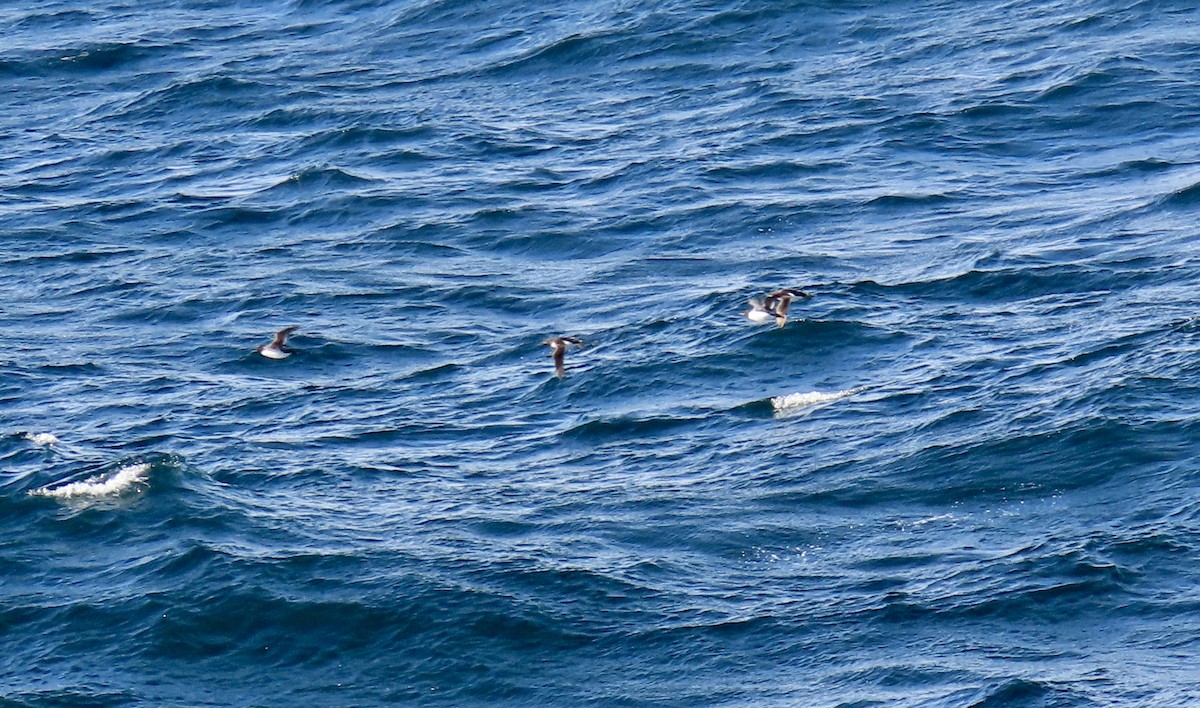 Thick-billed Murre - ML608571774