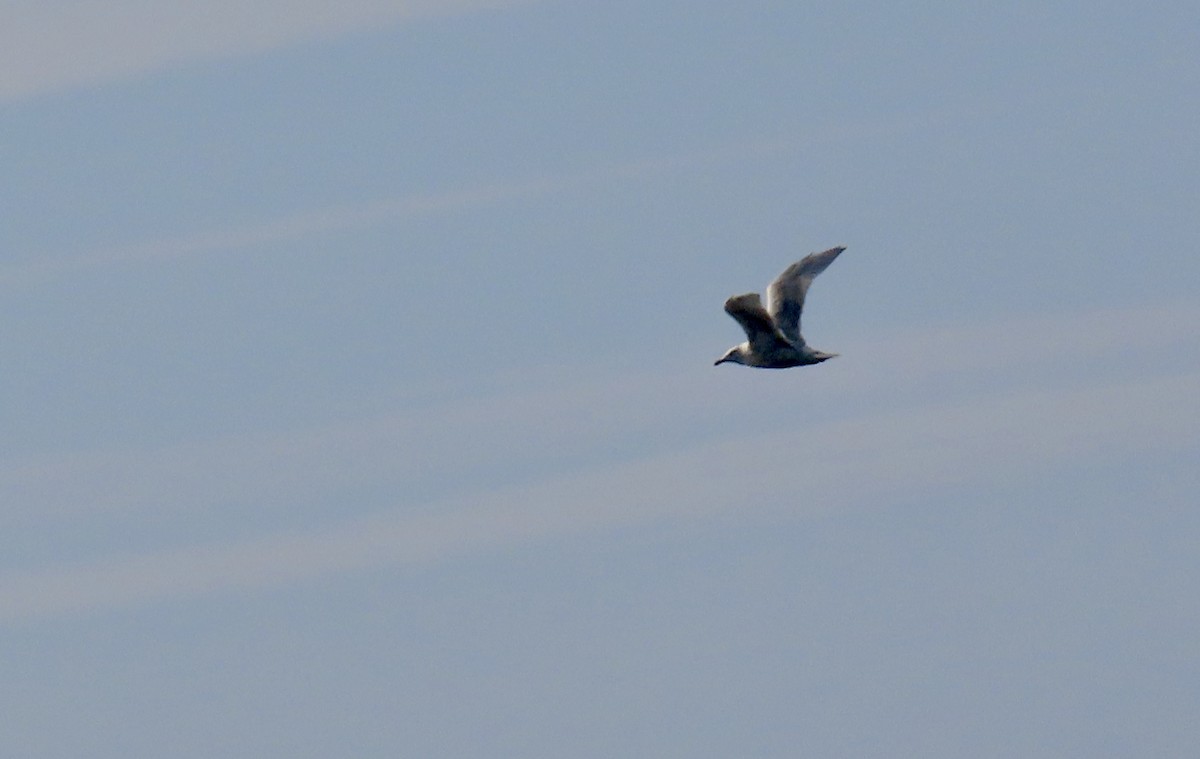 Northern Fulmar - ML608571805