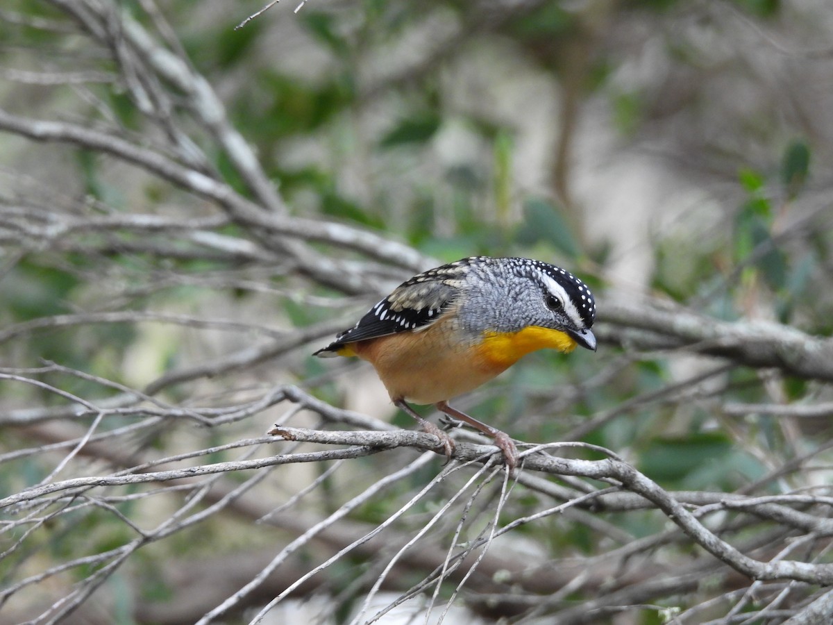 Spotted Pardalote - ML608571806