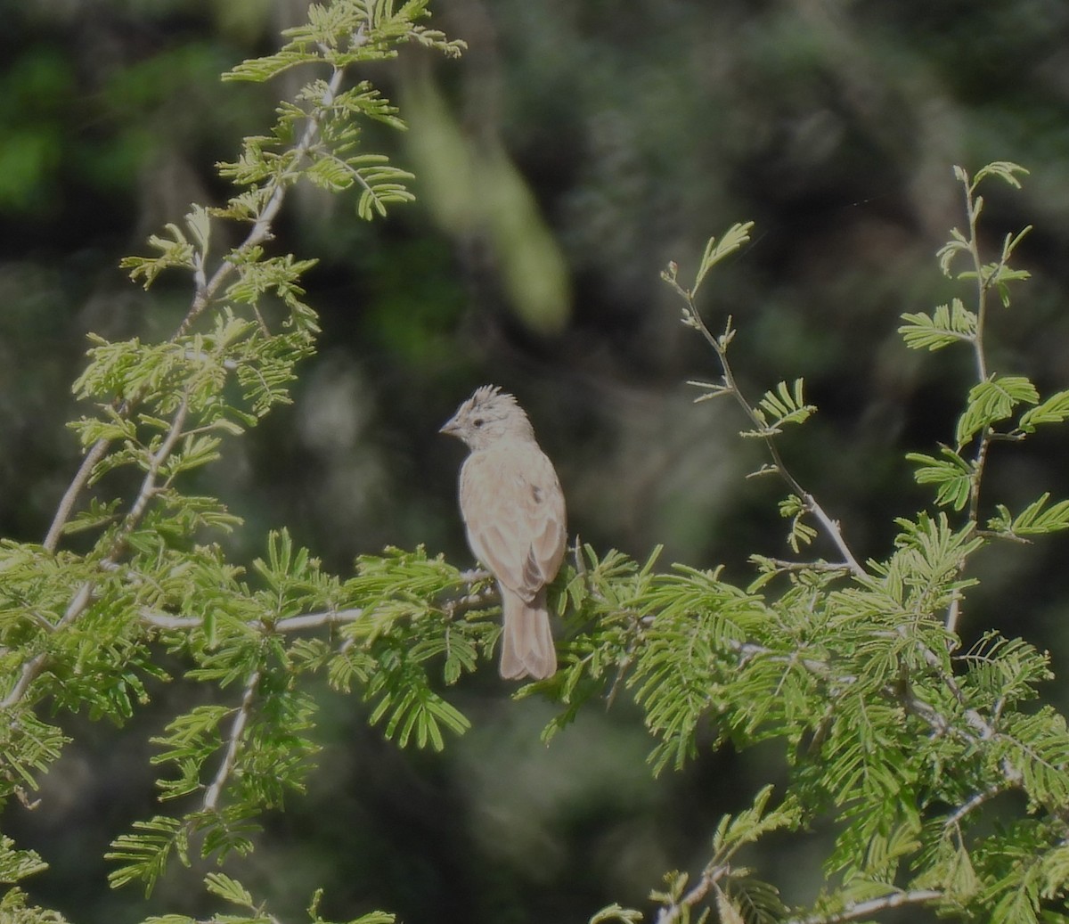 tanımsız Serinus sp. - ML608571846