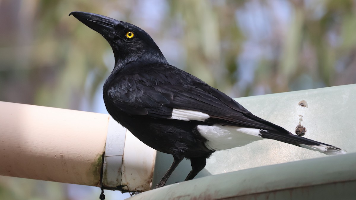 Pied Currawong - ML608571960