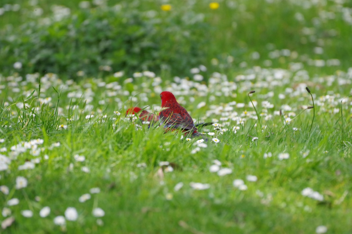 Crimson Rosella - Julie  Oates