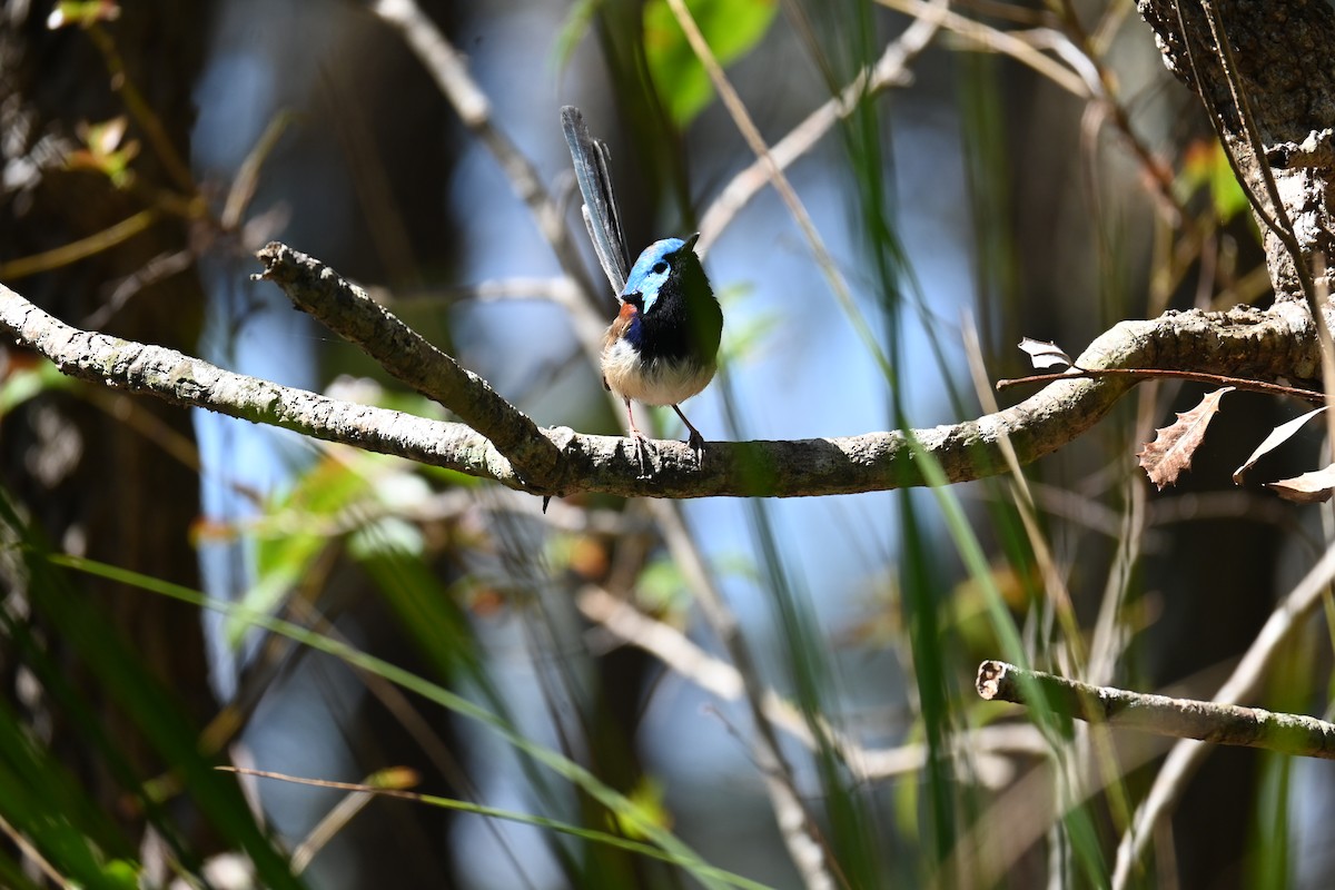 Variegated Fairywren - ML608572118