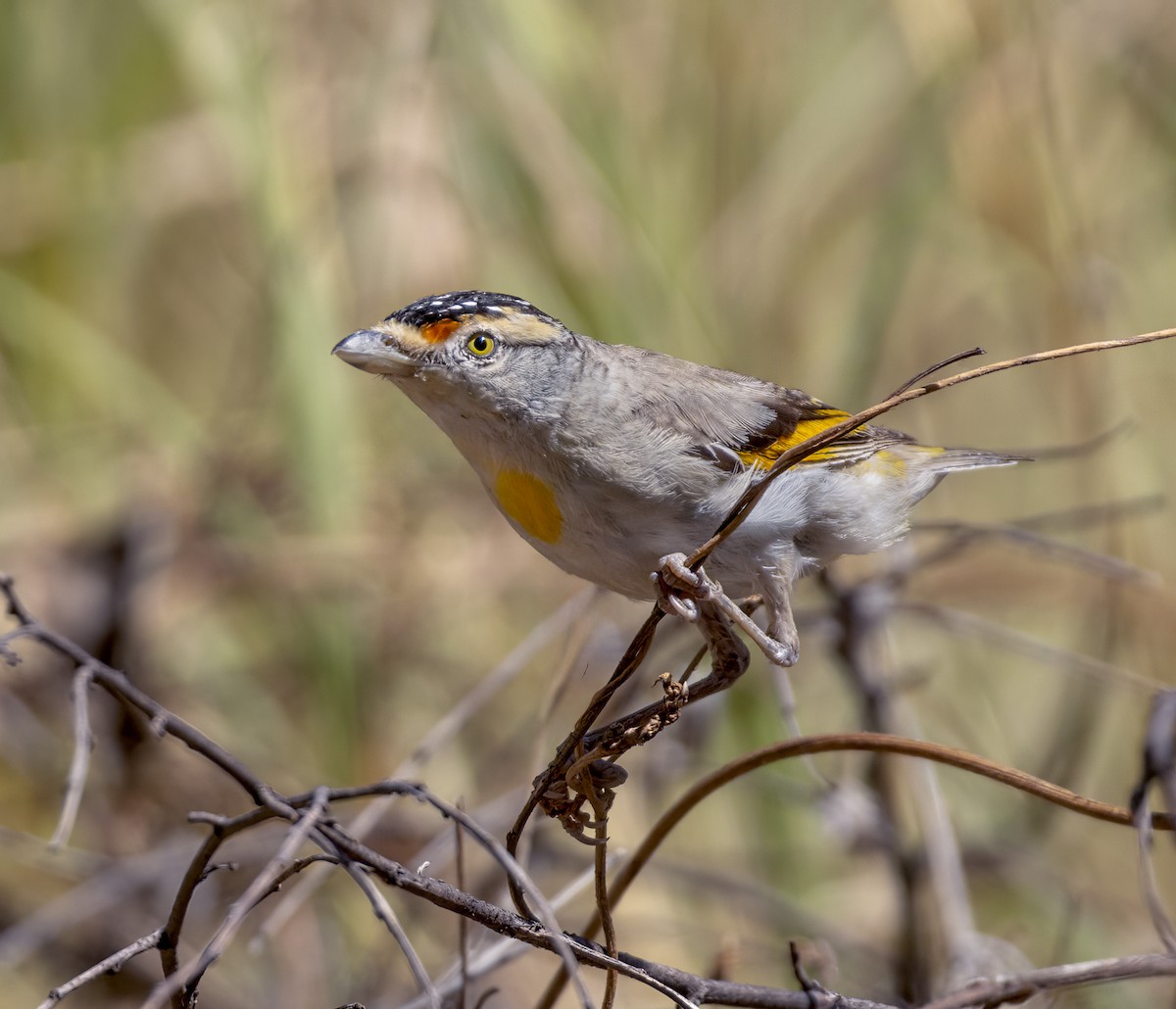 Rotbrauen-Panthervogel - ML608572121