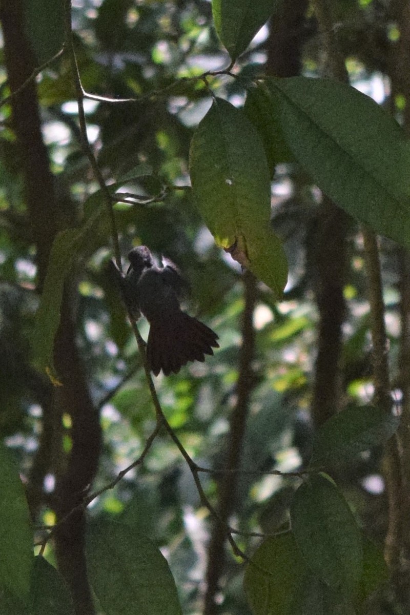 Rufous-tailed Hummingbird - ML608572199