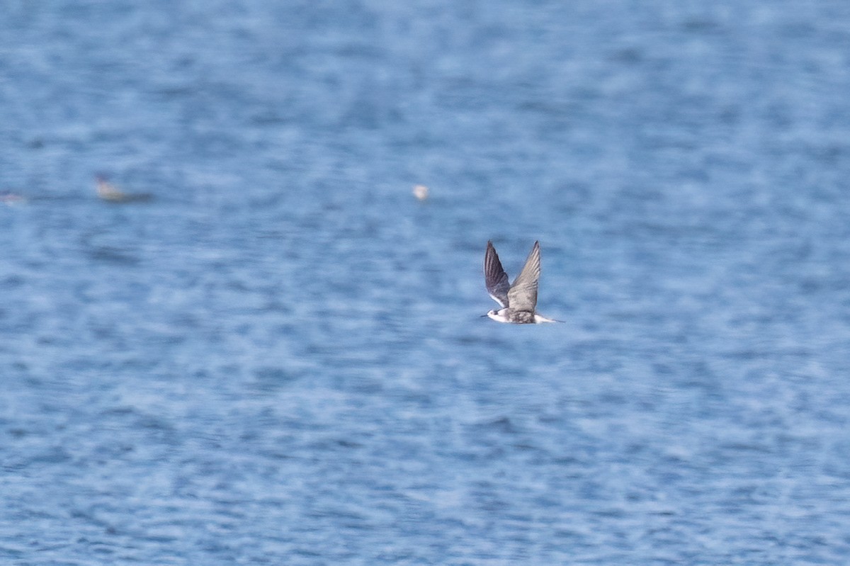 Black Tern - ML608572265