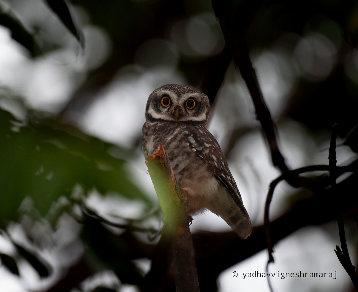 Spotted Owlet - ML608572270