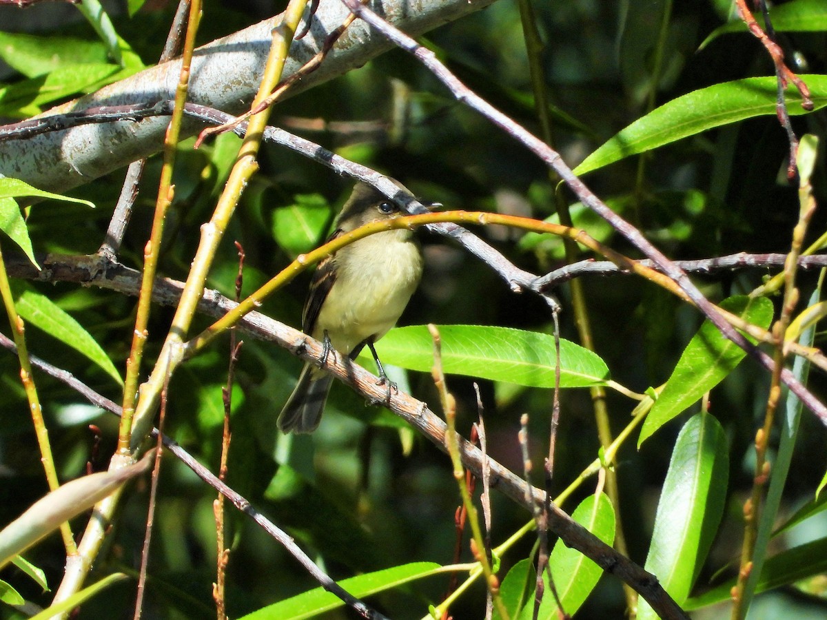 Western Flycatcher (Pacific-slope) - ML608572330