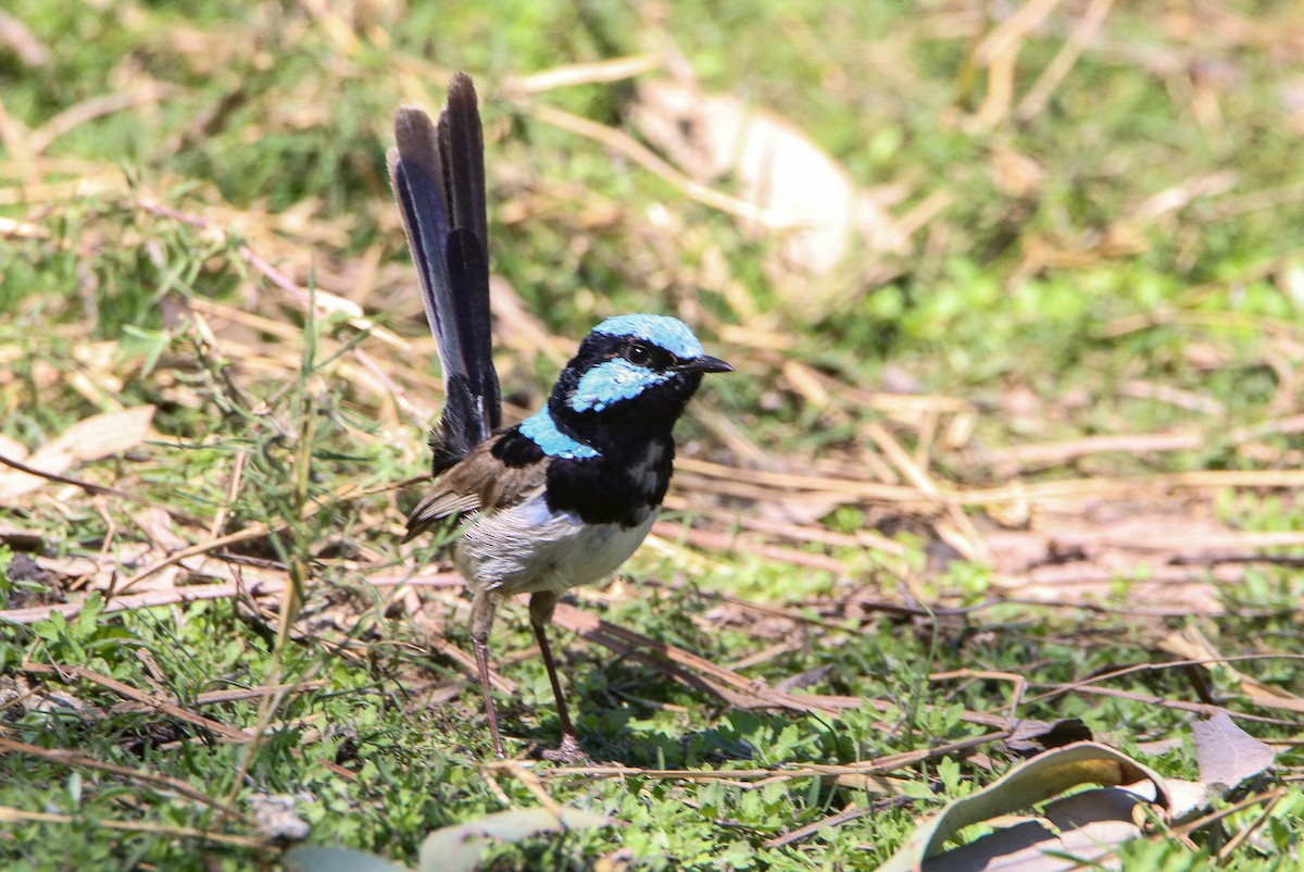 Superb Fairywren - ML608572349