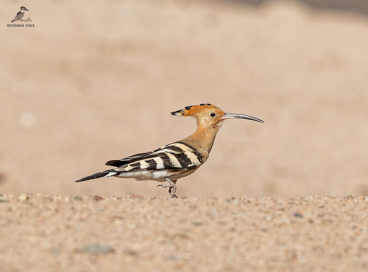 Eurasian Hoopoe - Georgina Cole