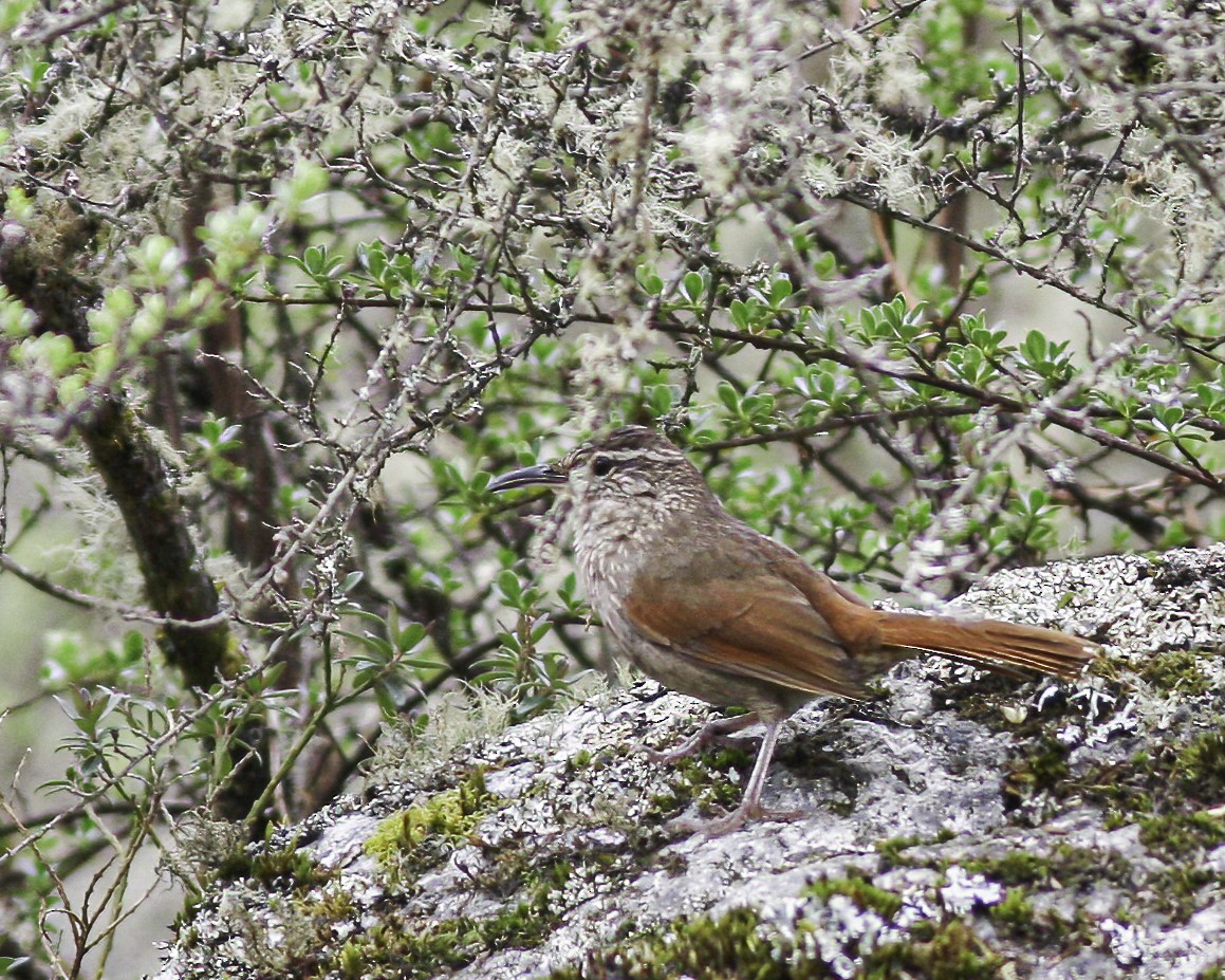 Striated Earthcreeper - ML608572570