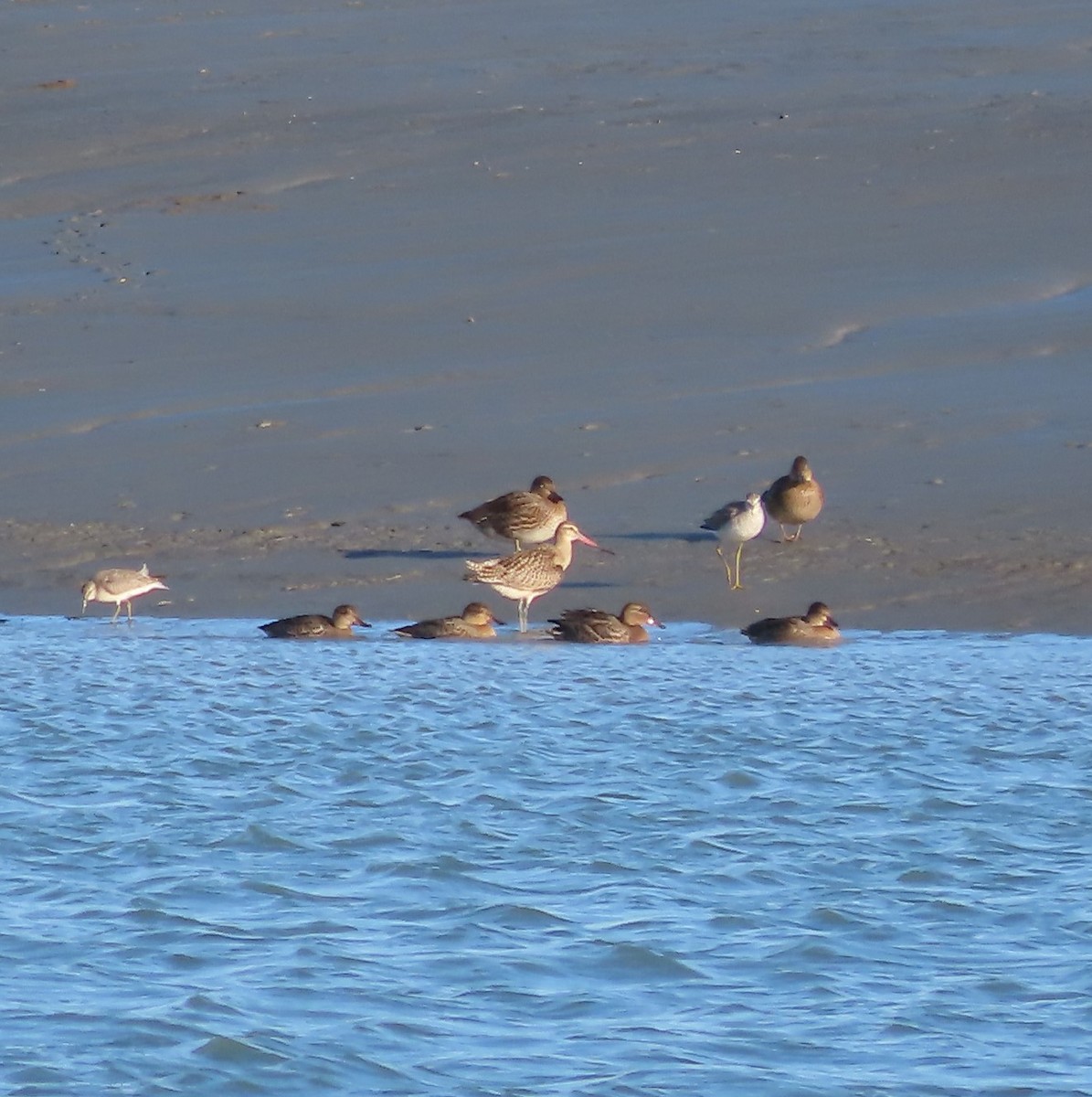 Bar-tailed Godwit - ML608572814