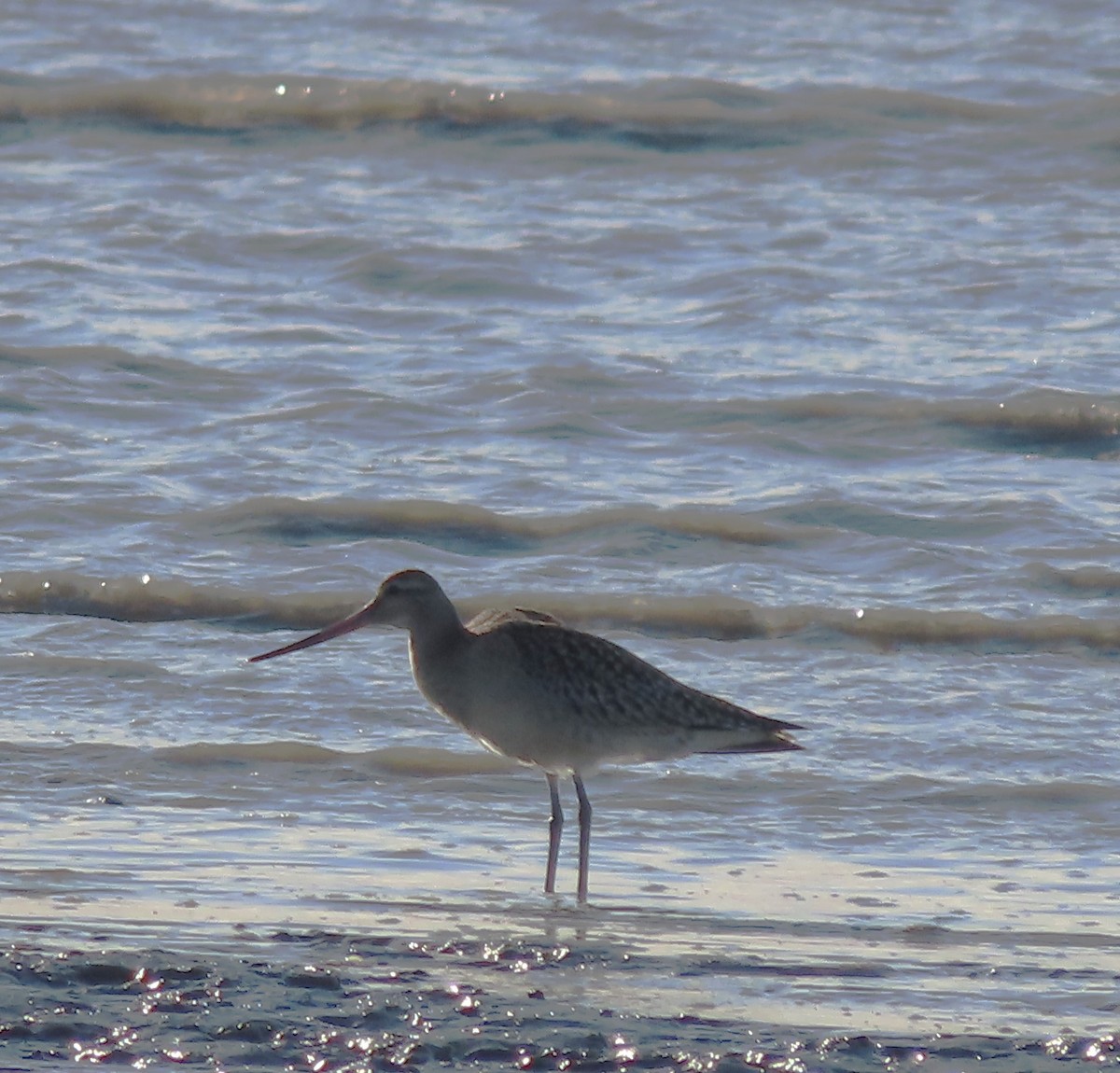 Bar-tailed Godwit - ML608572824