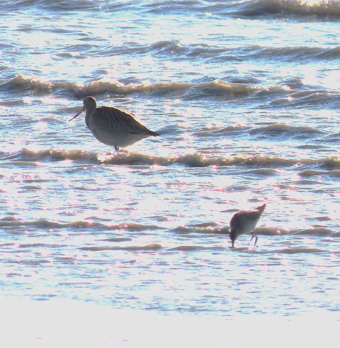 Stilt Sandpiper - Laura Burke