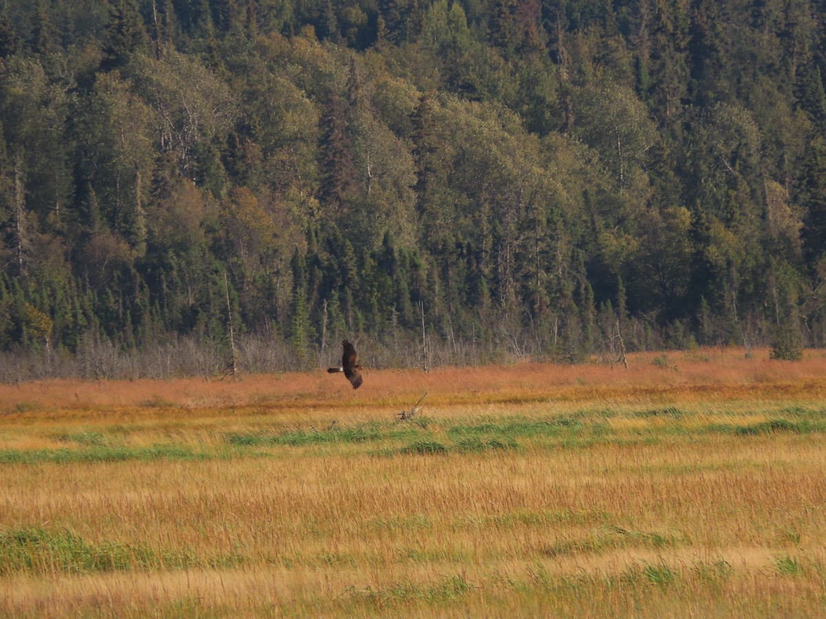 Northern Harrier - ML608572954