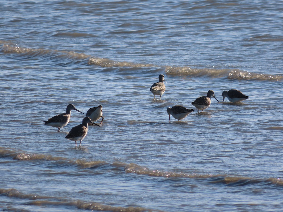 Greater Yellowlegs - ML608572961