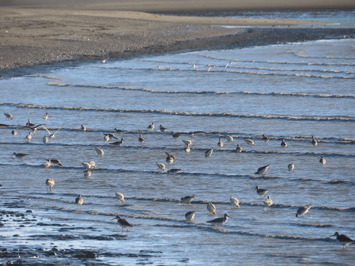 Greater Yellowlegs - ML608572967