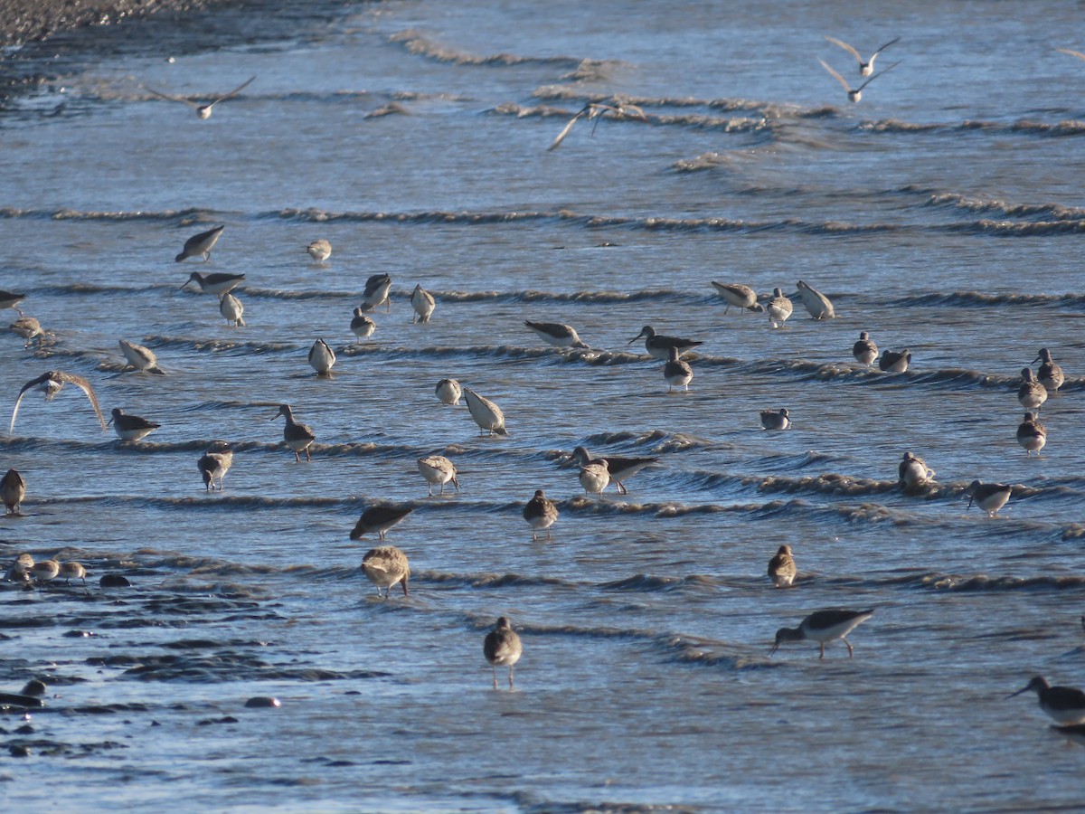 Greater Yellowlegs - Laura Burke