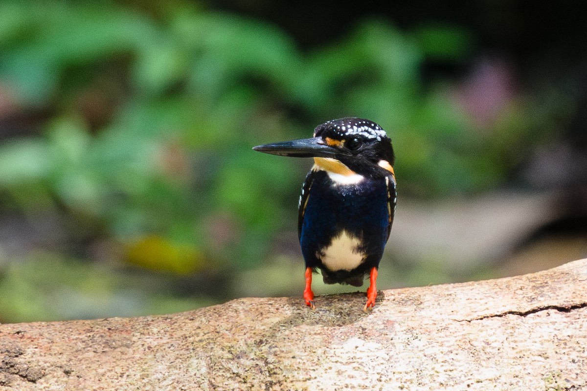 Northern Silvery-Kingfisher - ML608572997