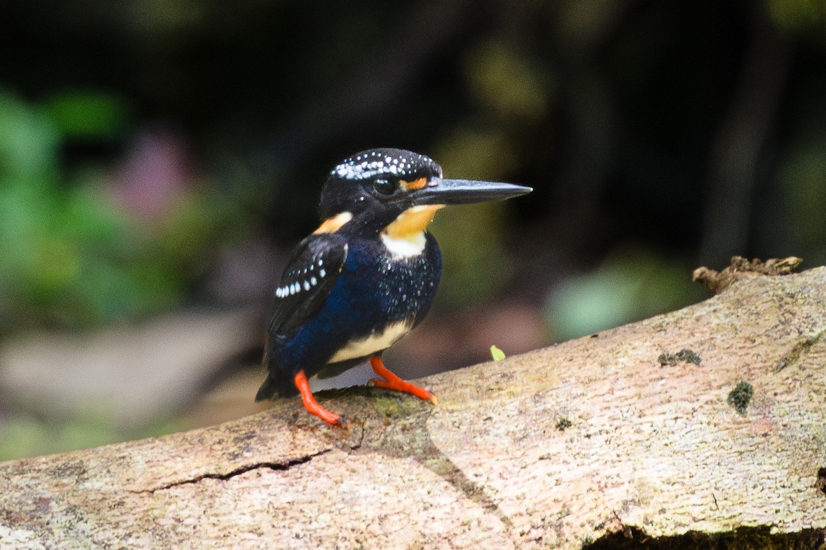 Martin-pêcheur de Steere - ML608572998