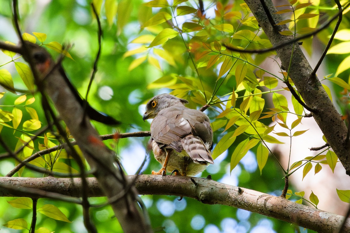 Crested Goshawk - ML608573008