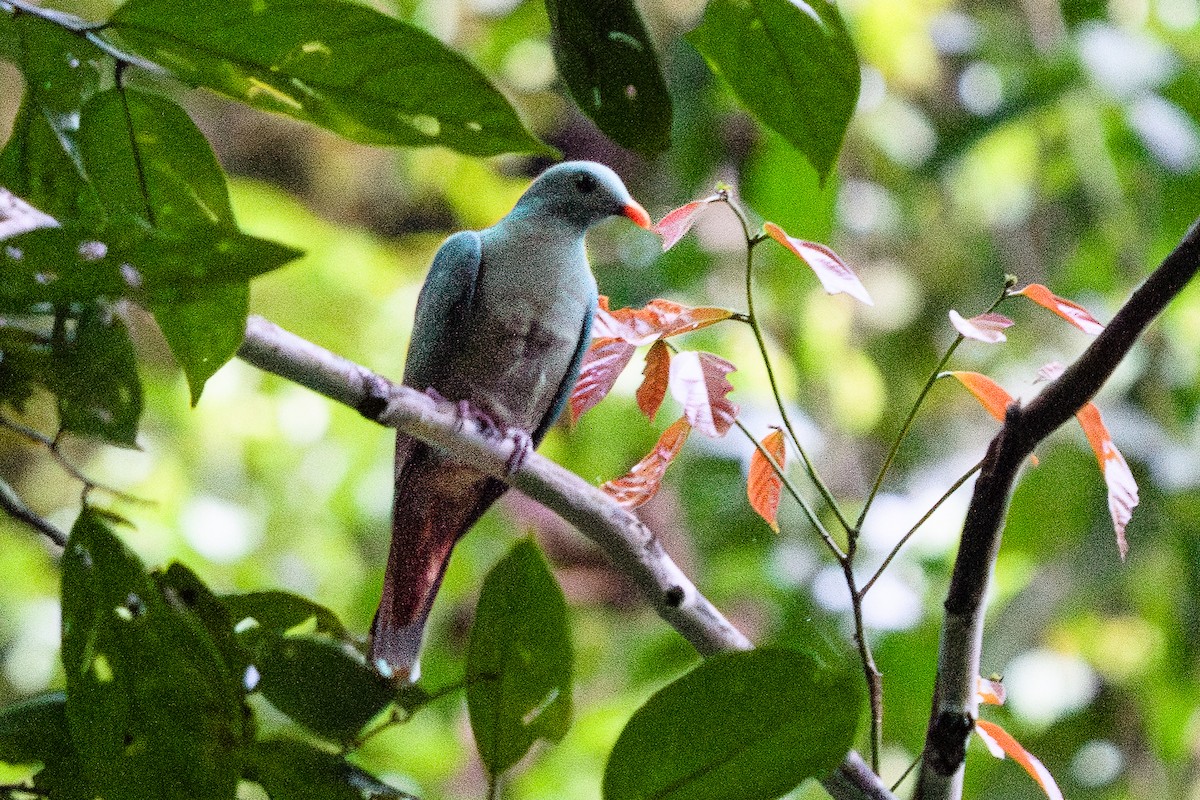 Black-chinned Fruit-Dove - Camille King