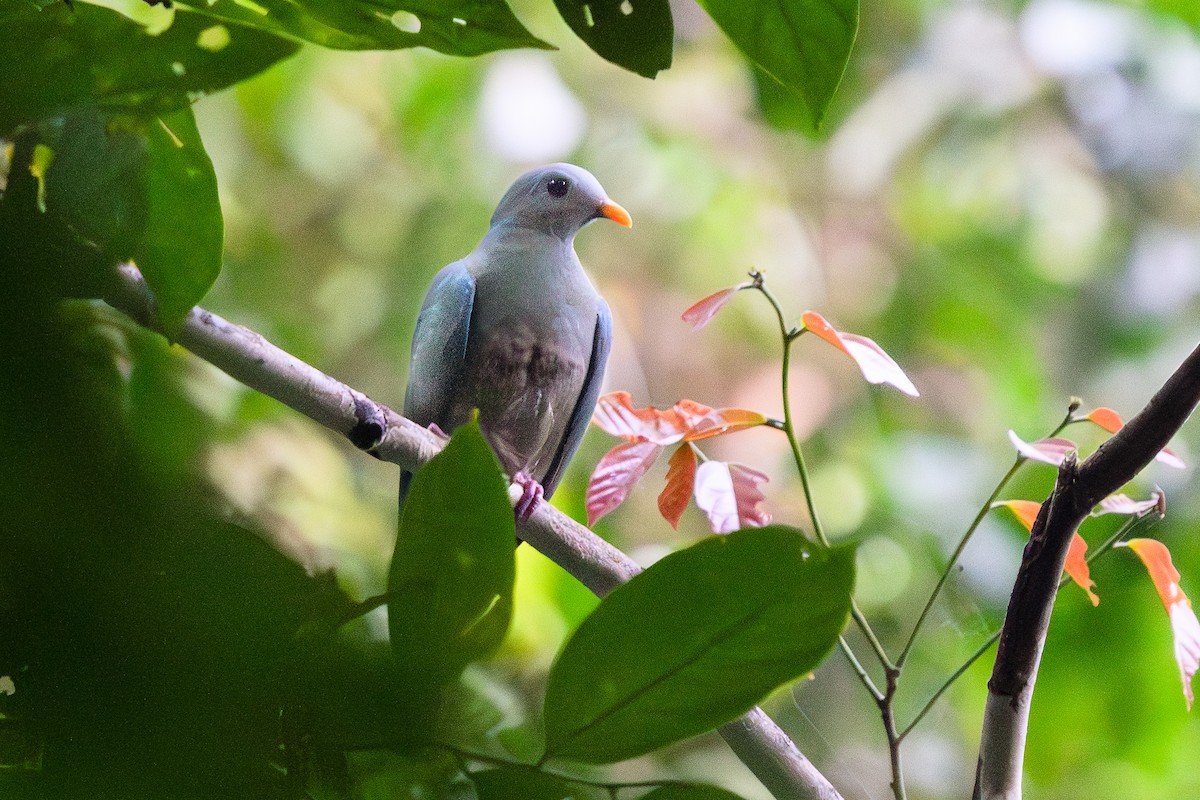 Black-chinned Fruit-Dove - ML608573013