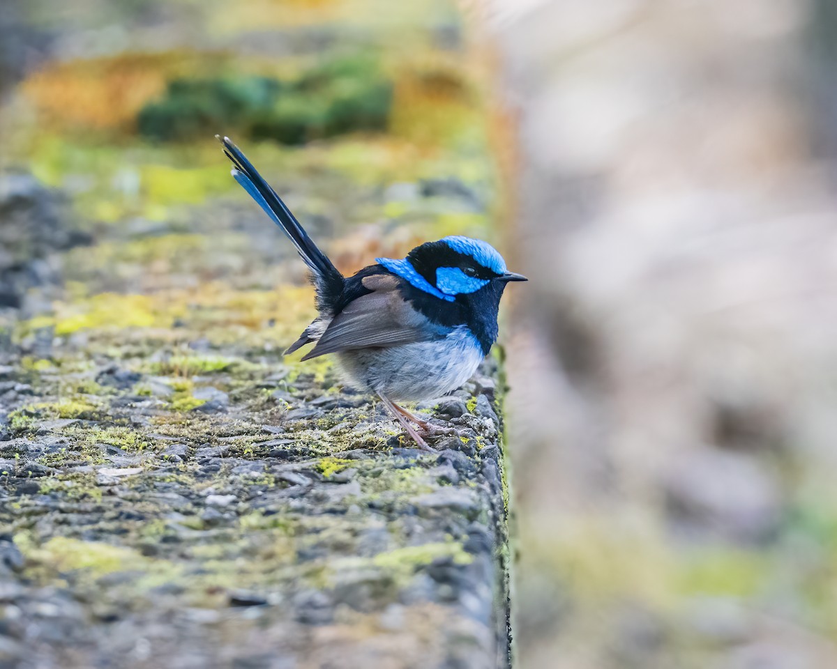 Superb Fairywren - ML608573201