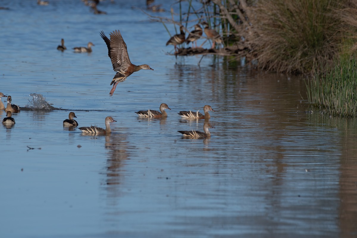 Plumed Whistling-Duck - ML608573203